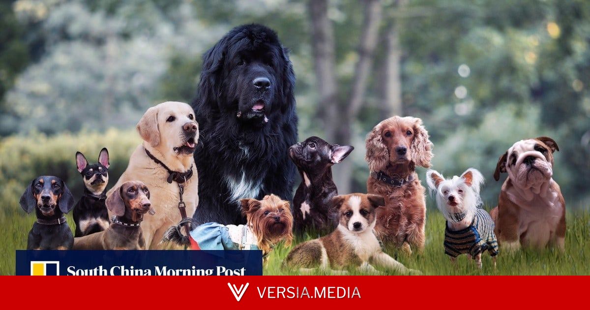 New China dog rental trend draws warnings of animal stress from frequent handler changes