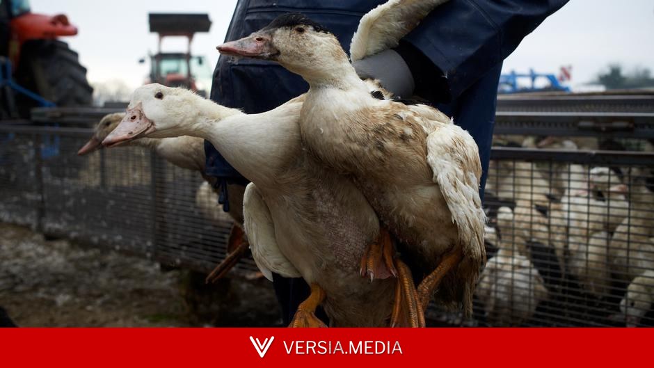 中国鹅肝产业迅猛崛起 动物福利人士表示关切