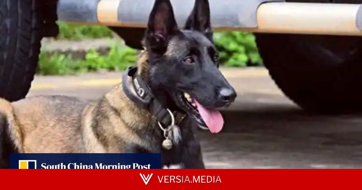Devoted police dog moves millions in China by waiting for injured handler, refusing food
