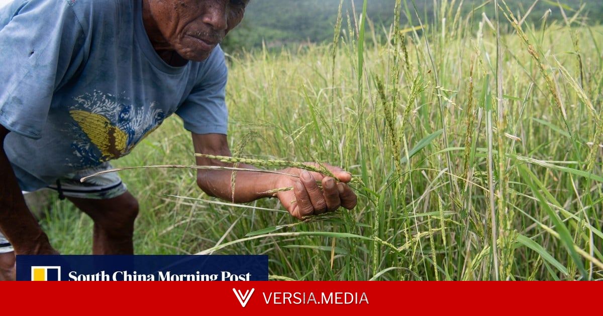 Philippine rice output risks 30% collapse as ‘super’ El Nino strengthens