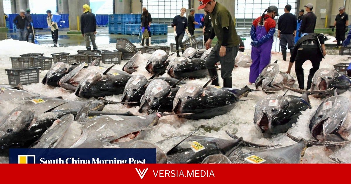 Why a bluefin tuna boom is slicing into livelihoods of Japanese fishermen