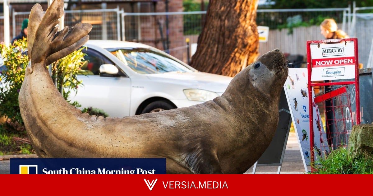 Australian officials tell fans to give Neil the seal some flipping space