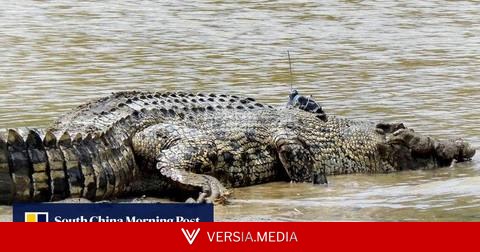 Malaysia reaches snapping point as crocodile encounters rise