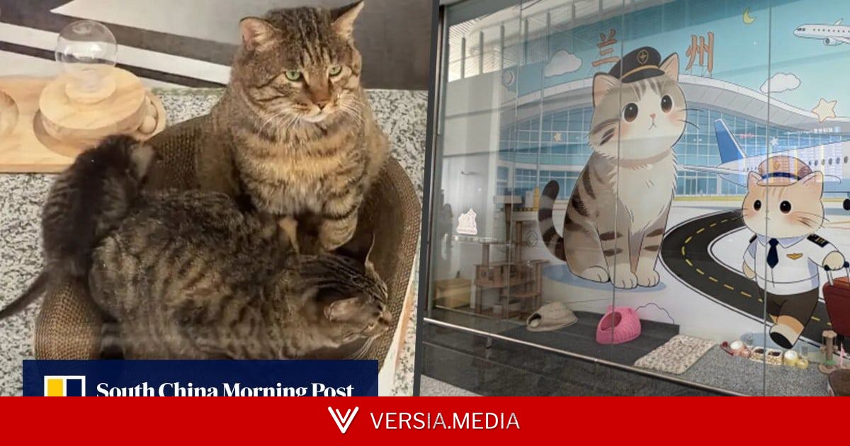 China airport wins hearts for building ‘love-filled’ shelter for stray cat family on-site