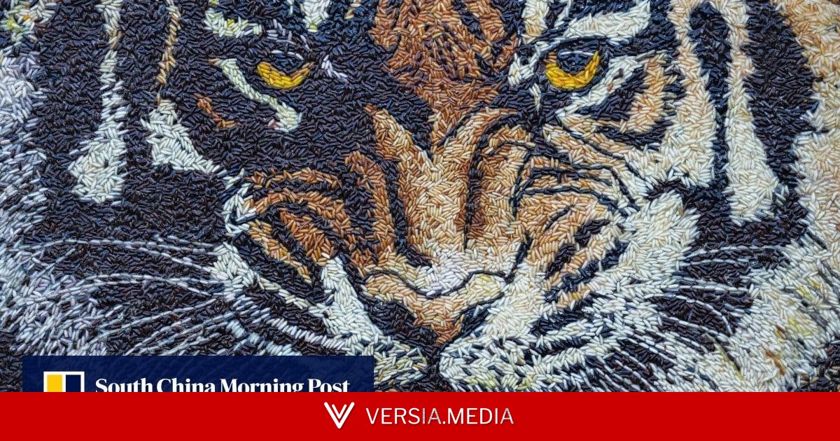 Cambodian villagers fear US$43 million tiger reintroduction plan