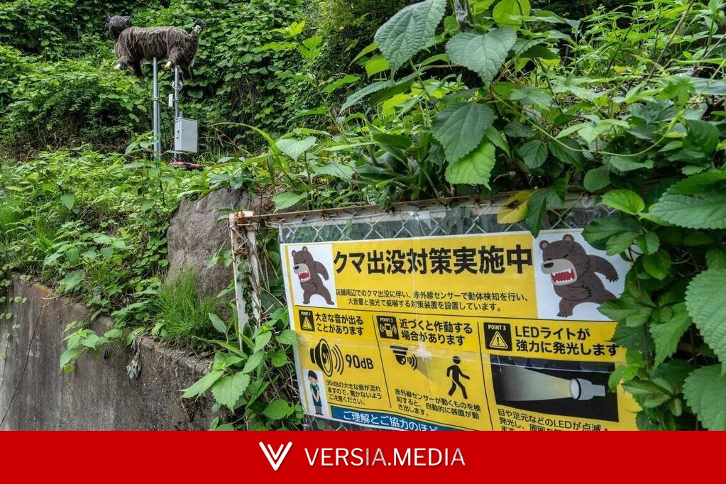 熊袭事件激增 日本北部山区增设800摄像头监测