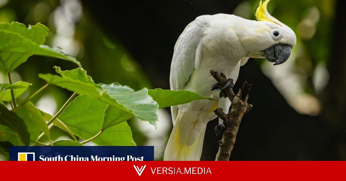 Hong Kong cockatoos could help save Indonesia’s endangered species, study shows