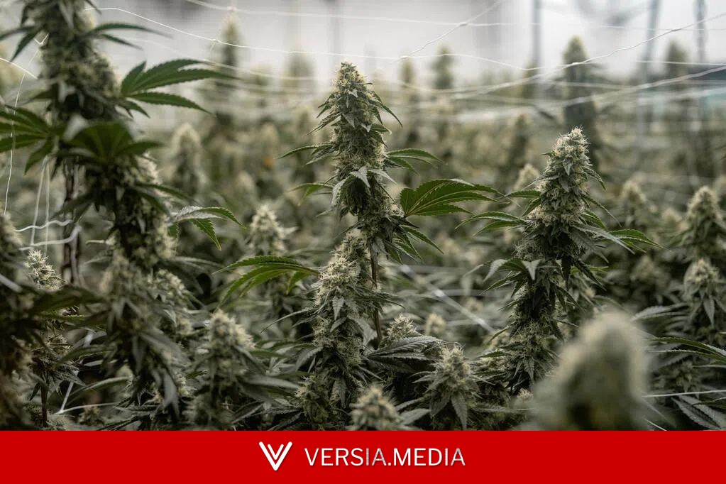 联合国监管机构:新型合成毒品以前所未有速度增加