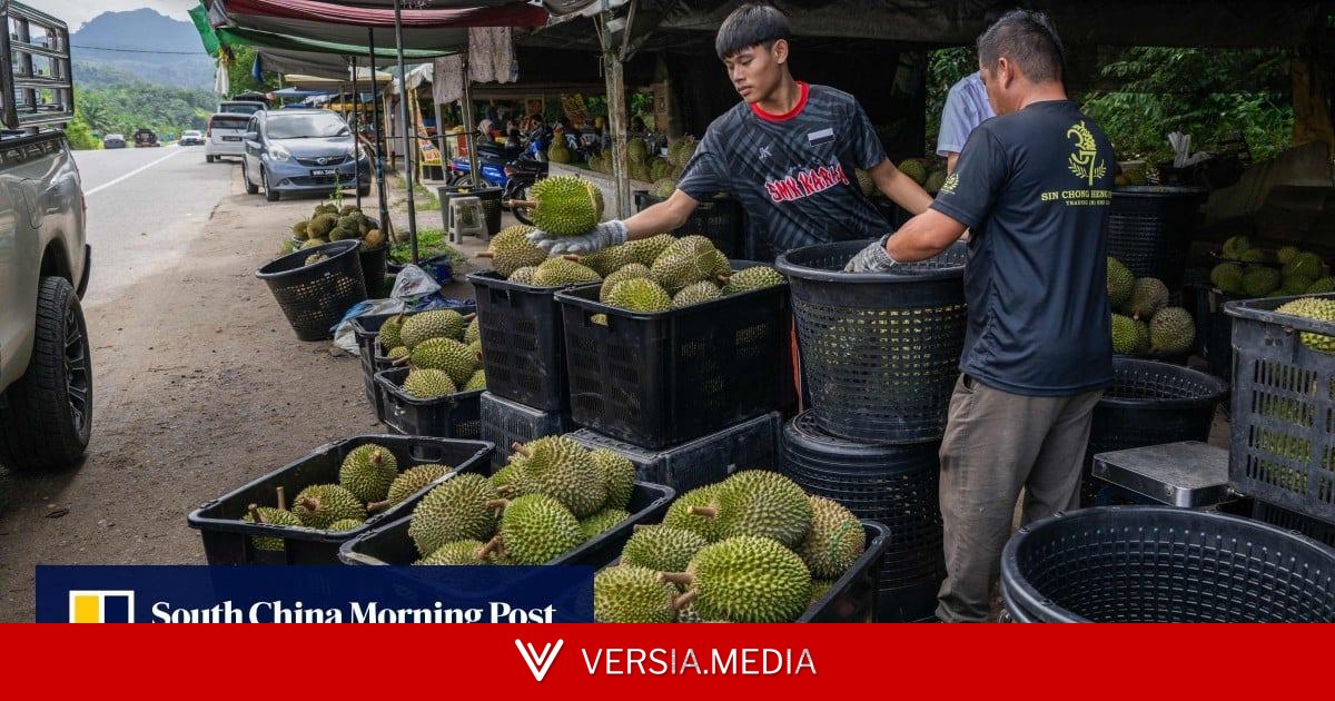 Low prices fail to deter thieves from stealing Malaysia’s premium durians