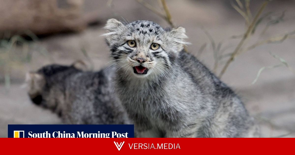 ‘Grumpy’ Pallas kittens go on display at Japan zoo