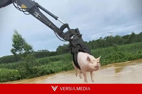 【视频】广西洪灾 抓木机水中捞猪视频爆红