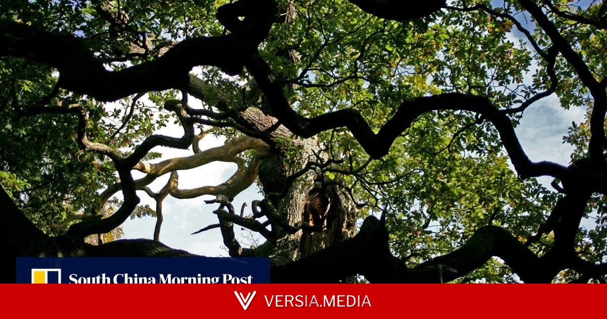 1,200-year-old Sherwood Forest tree, linked to Robin Hood legend, is dead