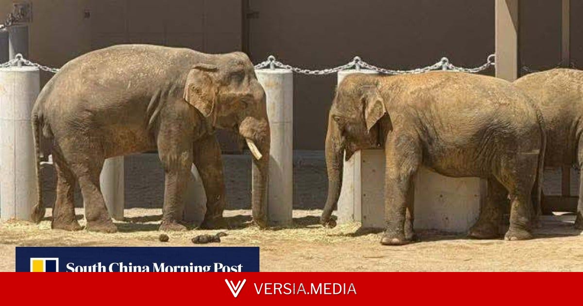 Elephants’ transfer to Japan sparks Malaysia’s corruption inquiry