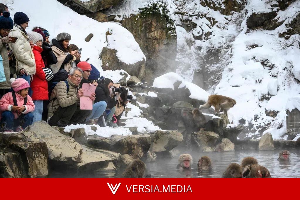 日本“雪猴”公园限游客数量 遏制不文明行为