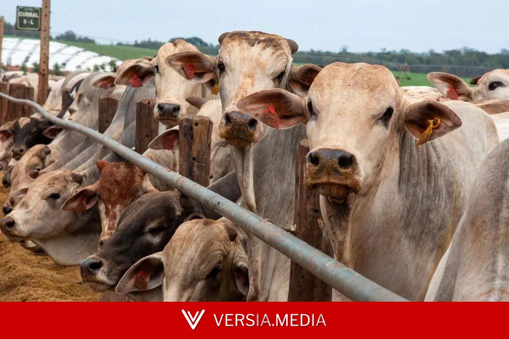 中国牛肉进口设限 巴西出口产业链承压